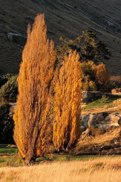 Poplar tree landscape — Stock Photo, Image