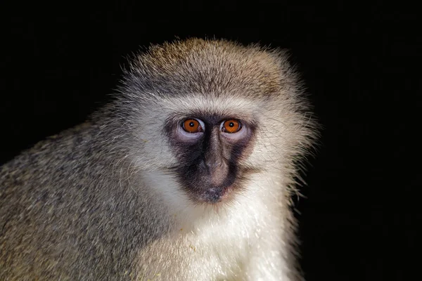 Vervet maymun portre — Stok fotoğraf