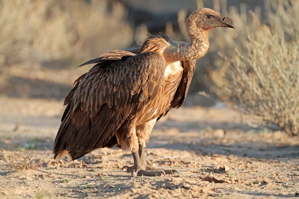 White-backed vulture — Stock Photo, Image
