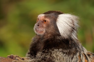 Marmoset maymun portre