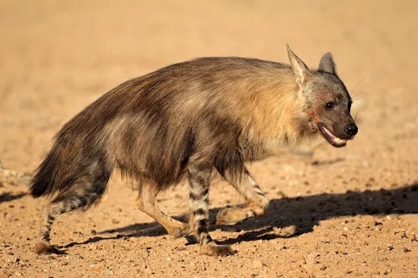 Hiena marrom no habitat natural — Fotografia de Stock