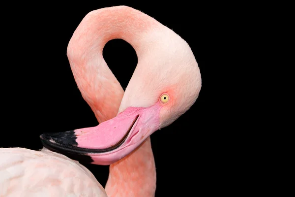 Büyük flamingo portre — Stok fotoğraf