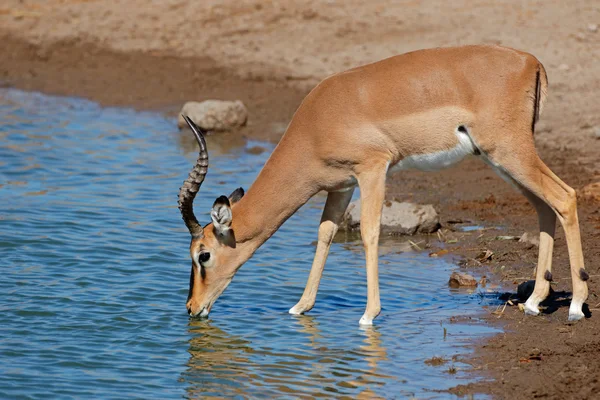 黑斑羚羚羊在水坑 — 图库照片