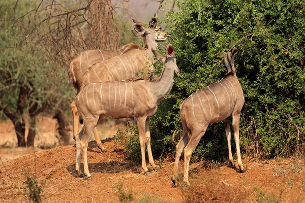 Antilopy Kudu, krmení — Stock fotografie