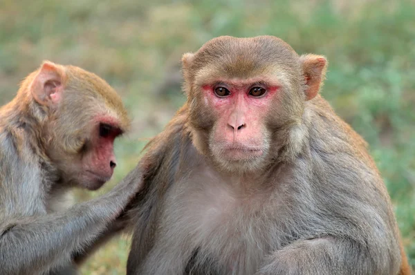 Macacos Rhesus macaco — Fotografia de Stock