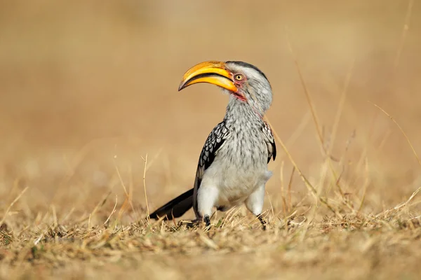 노란색 청구 hornbill — 스톡 사진