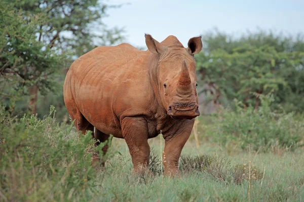 Witte neushoorn in natuurlijke habitat — Stockfoto