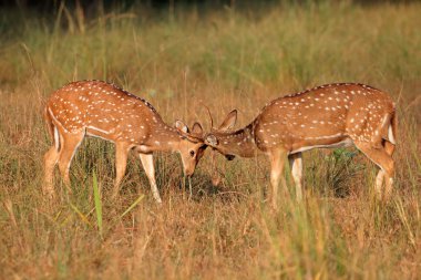 Benekli geyik mücadele