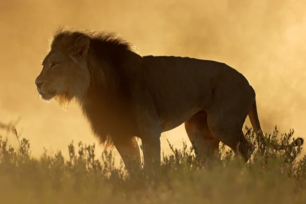 Leão africano ao nascer do sol — Fotografia de Stock