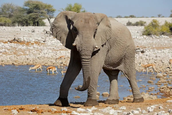 Африканский слон у водоносной скважины — стоковое фото