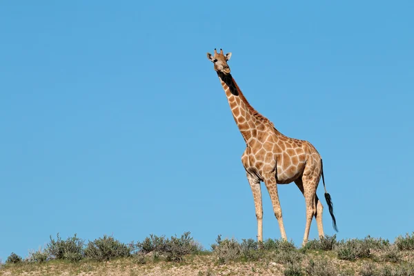 Girafe contre un ciel bleu — Photo