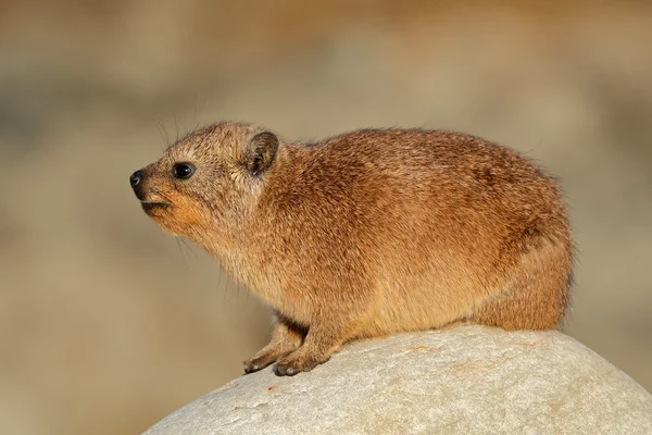 Rock Hyraxar sola — Stockfoto