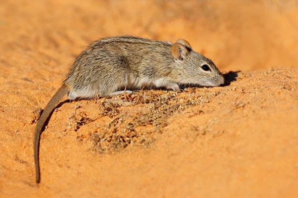 Ratón rayado en hábitat natural — Foto de Stock