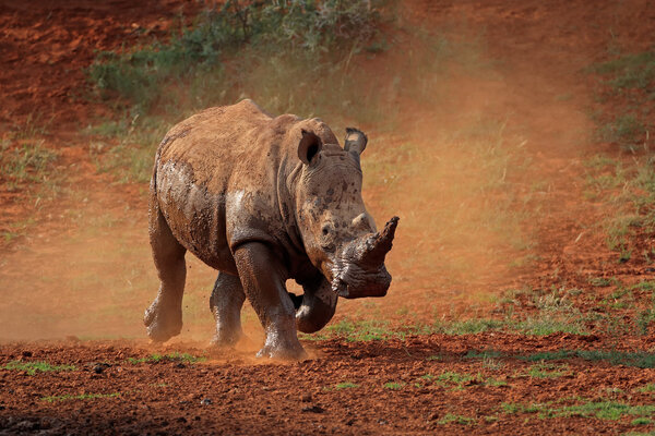 White rhinoceros in dust