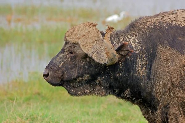 Afrikansk buffel porträtt — Stockfoto