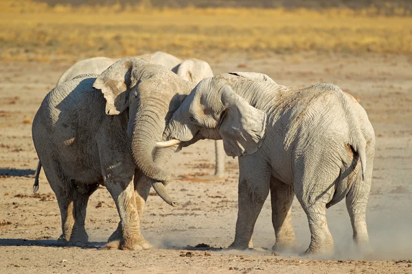 Elefantes africanos luchando — Foto de Stock