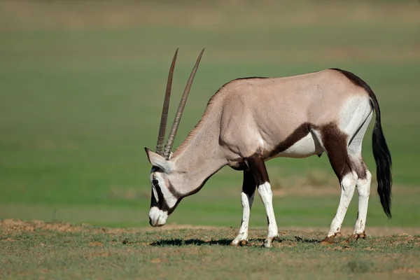 Antílope Gemsbok en hábitat natural — Foto de Stock