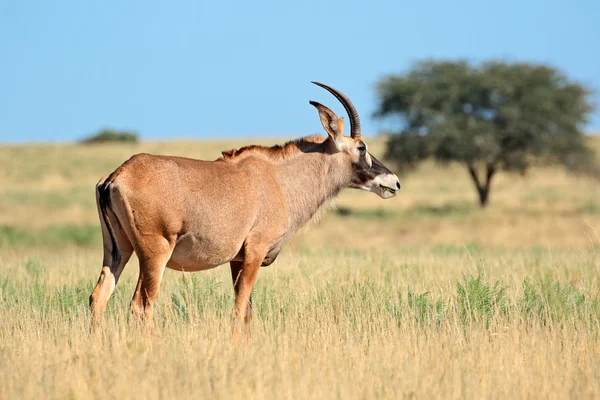 Roan antelope i gräsmark — Stockfoto