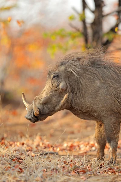 Warthog en hábitat natural — Foto de Stock