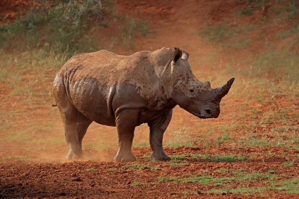 Rhinocéros blanc dans la poussière — Photo