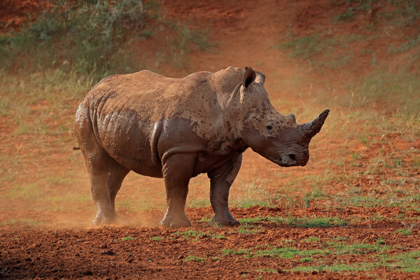 White rhinoceros in dust
