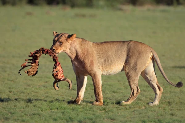 Leonessa con preda — Foto Stock