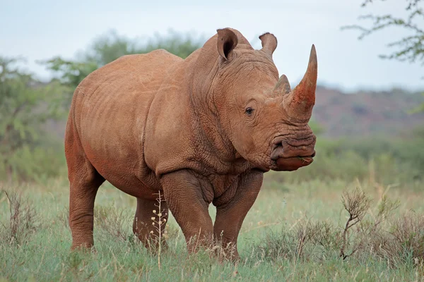 Rhinocéros blanc dans l'habitat naturel — Photo