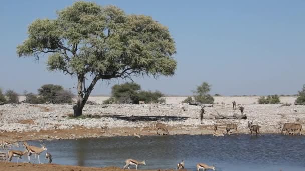 Springbockantilopen am Wasserloch - etosha — Stockvideo