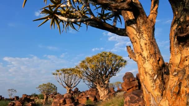 Springbok antilopen bij waterput - Etosha — Stockvideo