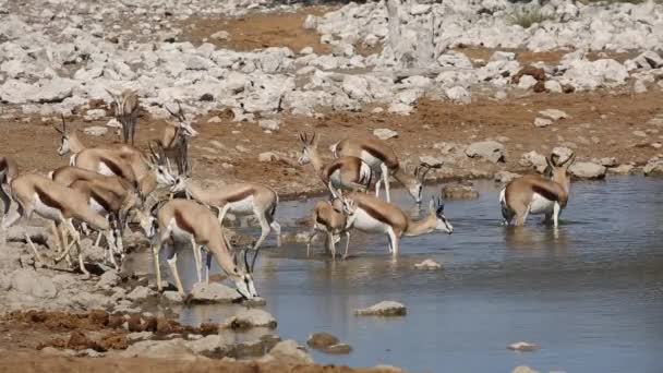 Springbockantilopen am Wasserloch - etosha — Stockvideo