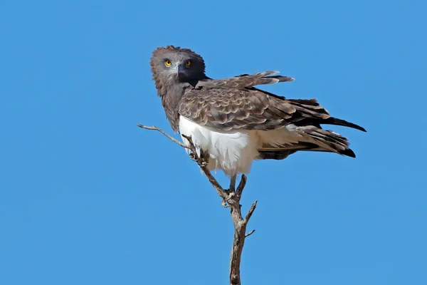 Svart-breasted snake eagle — Stockfoto