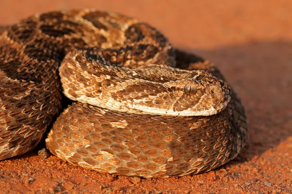 Portré puffogó vipera — Stock Fotó