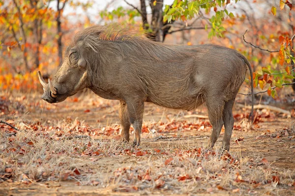 Vårtsvin i naturliga livsmiljöer — Stockfoto