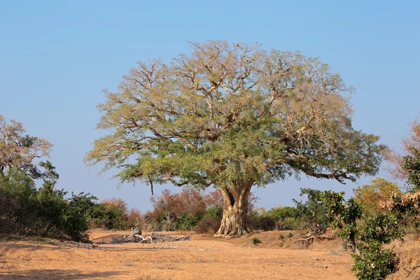 Africké planých fíkovníků — Stock fotografie