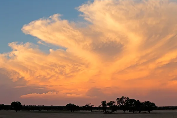 Paisaje nublado del desierto de Kalahari —  Fotos de Stock