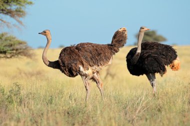 Devekuşları doğal ortamlarında