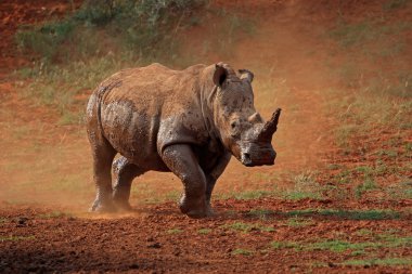 White rhinoceros in dust clipart