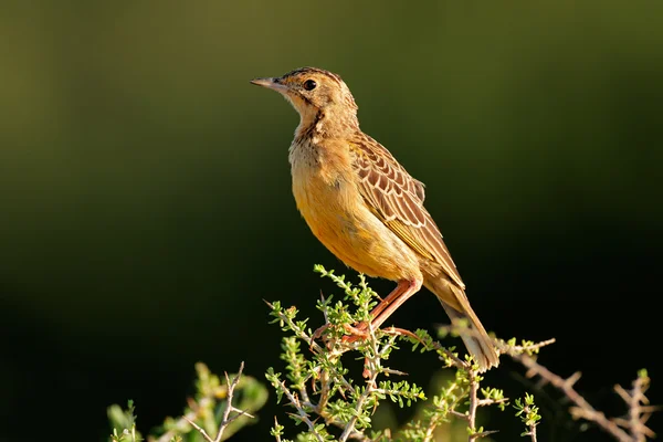 Orange-throated longclaw on branch — Stock Photo, Image