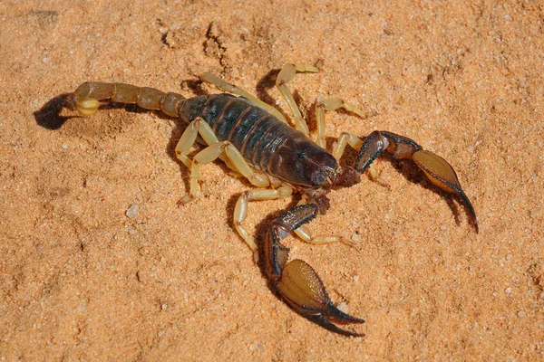 Jadowitego Skorpiona w pustyni — Zdjęcie stockowe