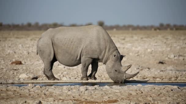 Black rhinoceros drinking water — Stock Video