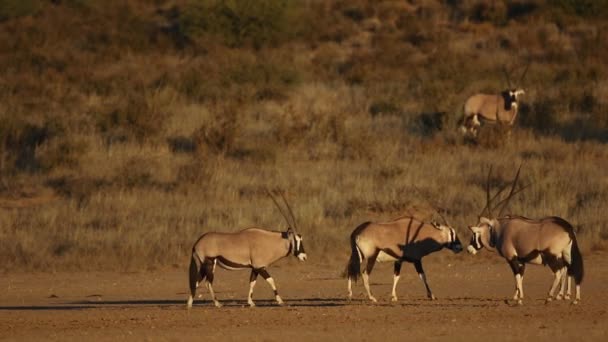 Antílopes Gemsbok en hábitat natural — Vídeos de Stock