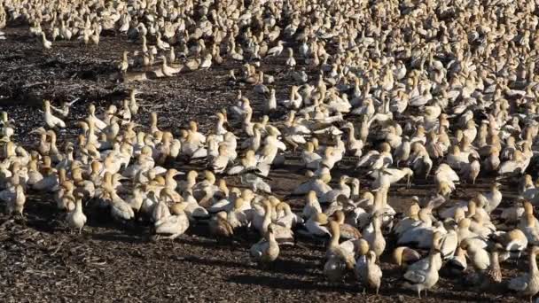 Colonia di Cape gannet — Video Stock