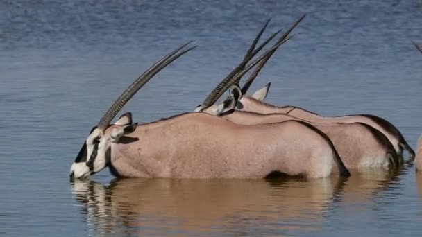 Gemsbok antílopes na água — Vídeo de Stock