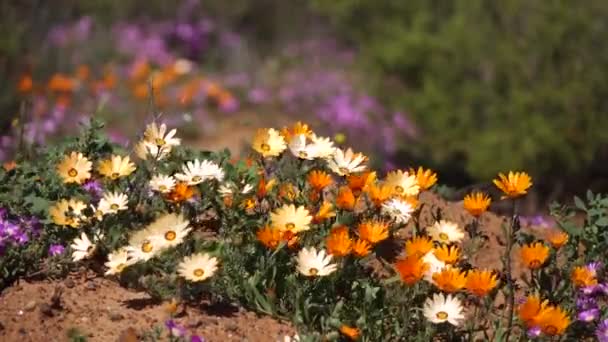 Wilde bloemen - Zuid-Afrika — Stockvideo