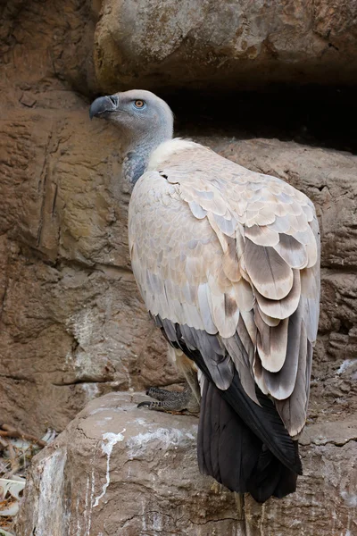 Cape vautour sur le rebord rocheux — Photo