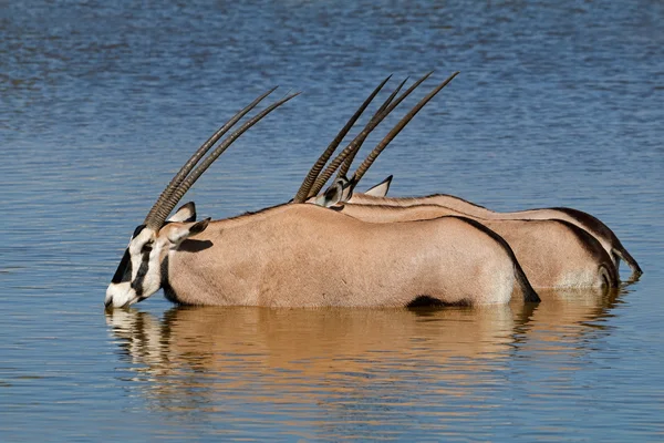 Gemsbok antilopes pataugeant — Photo