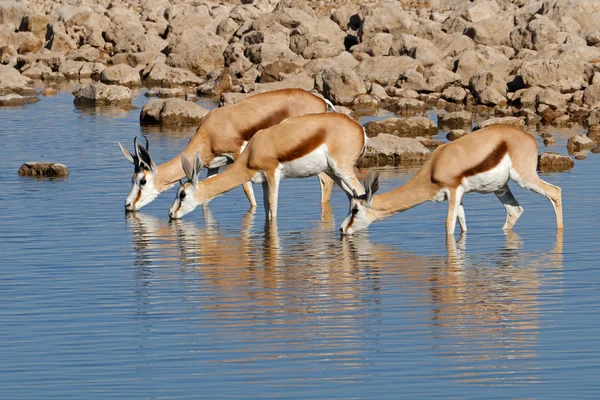 Springbok antilopen op waterhole — Stockfoto