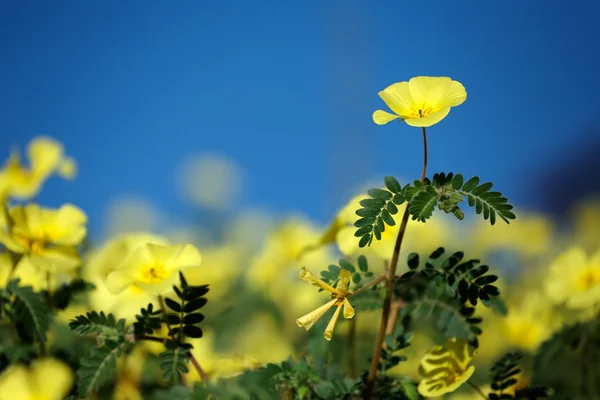 Yellow wild flowers — Stock Photo, Image