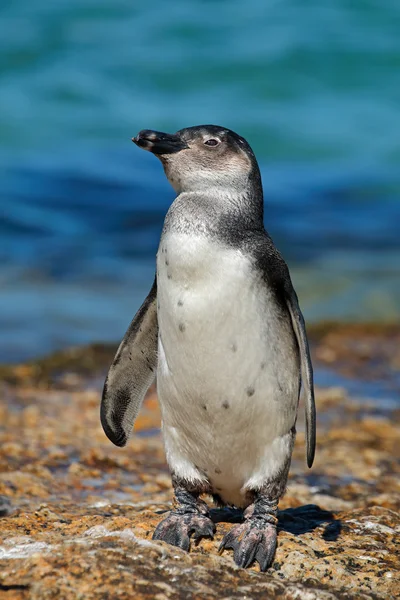 Junger afrikanischer Pinguin — Stockfoto