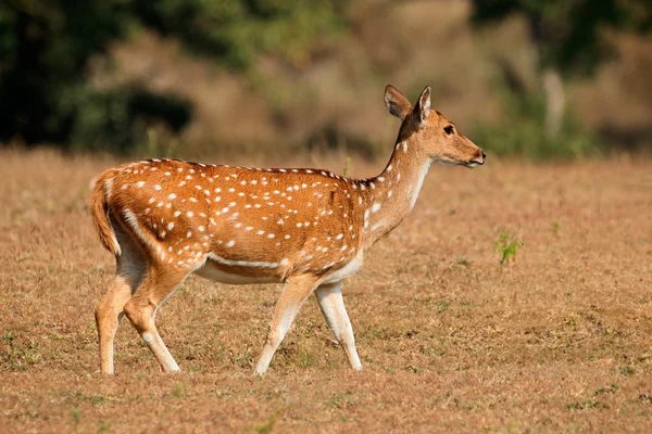 Female spotted deer Royalty Free Stock Images
